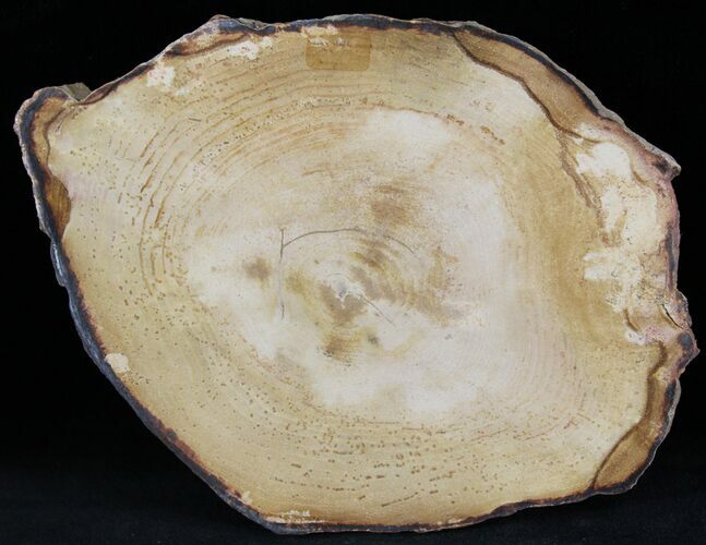 Petrified Wood Slab - Sweethome, Oregon #25890